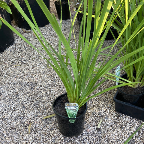 Lomandra Longifolia 140mm