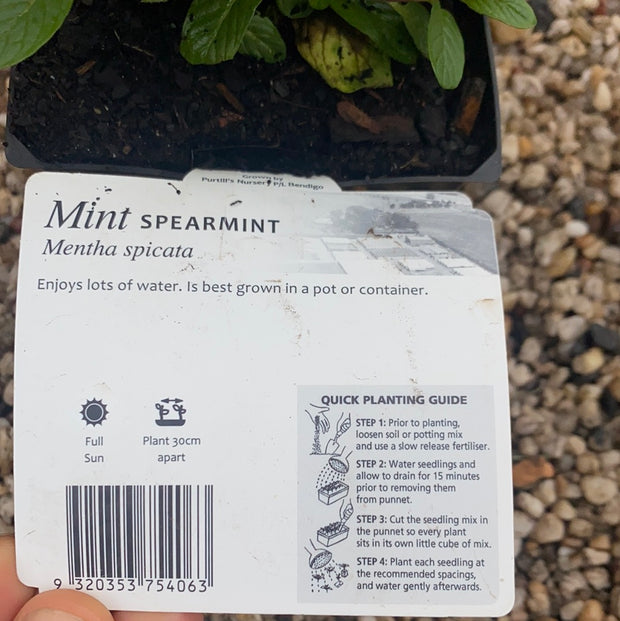 Mint ‘Spearmint’ - purtill maxi