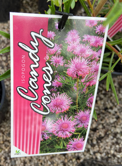 Isopogon 'Candy Cones' 140mm