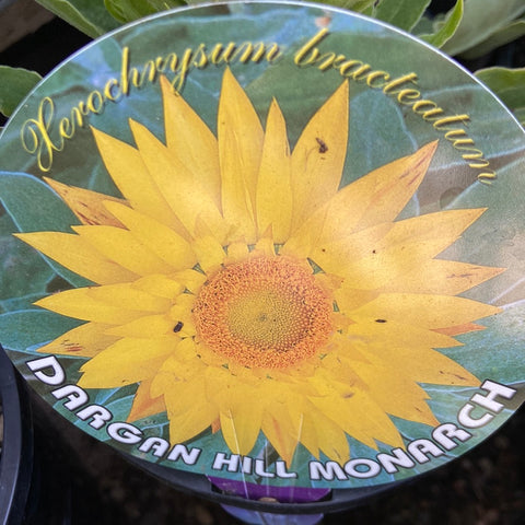 Xerochrysum Dargan Hill Monarch 140mm
