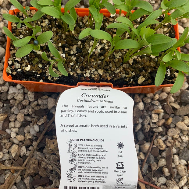 Coriander - Purtills