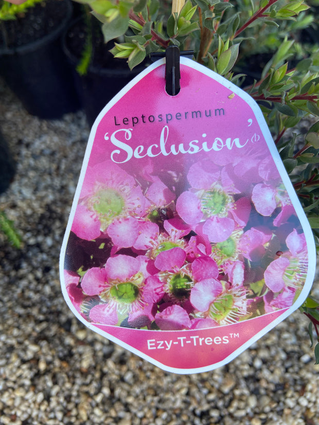 Leptospermum Seclusion 140mm