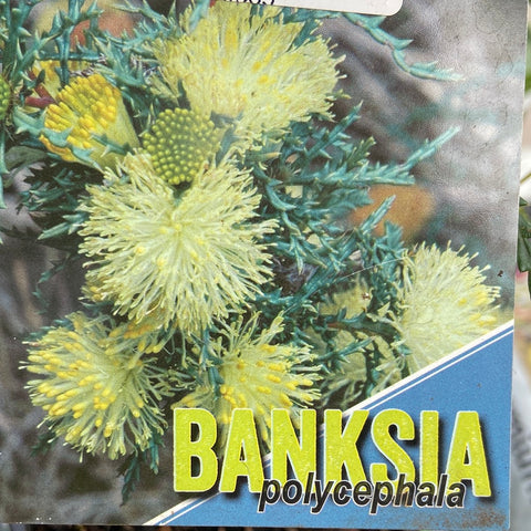 Banksia polycephala 140mm