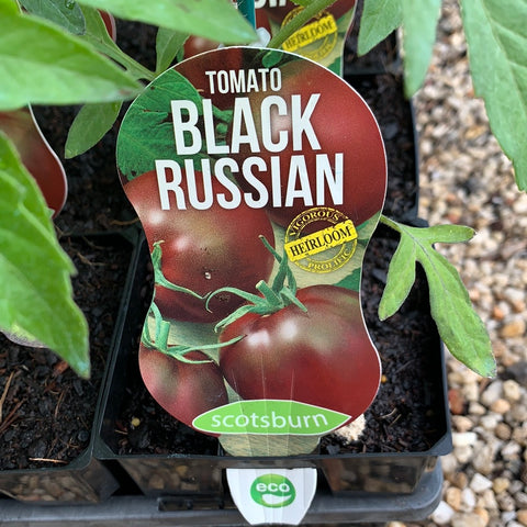 Tomato ‘Black Russian’ maxi - Scotsburn