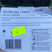 Verbena Lemon - Maxi- Purtill