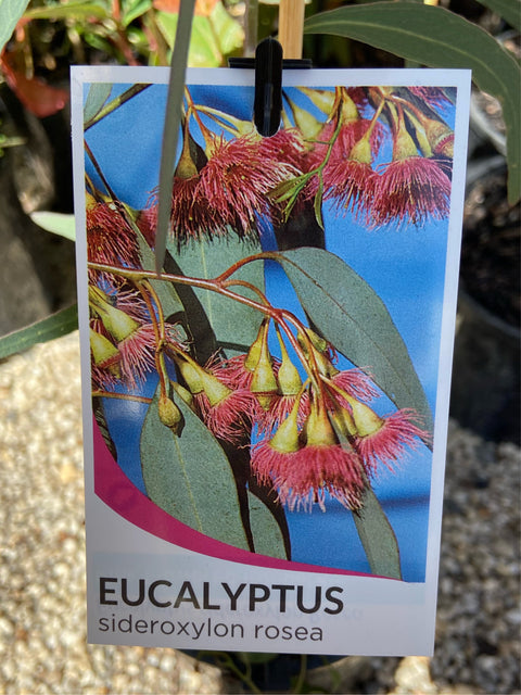 Eucalyptus Sideroxylon Rosea 200mm