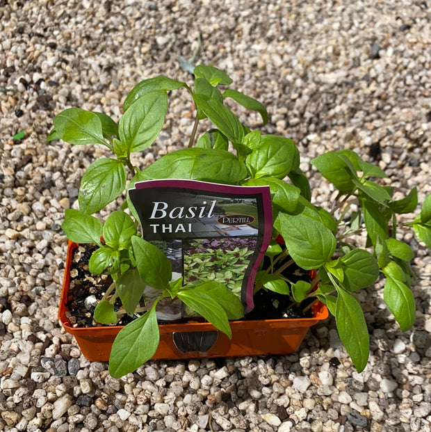 Basil ‘Thai’ - purtills