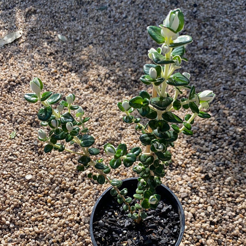 Pimelea nivea 140mm