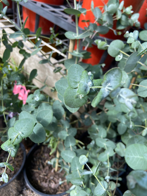 Eucalyptus gunnii 'Cidar Gum' 200mm