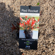 Callistemon Red Rocket 140mm