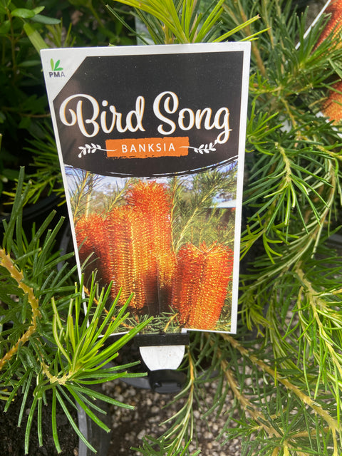 Banksia Spinulosa x Ericifolia 'Bird Song' 140mm