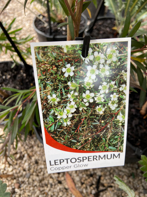 Leptospermum 'Copper Glow' 250mm