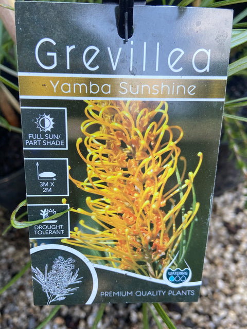 Grevillea 'Yamba Sunshine' 140m