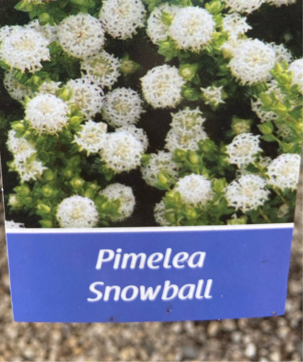 Pimelea Ferruginea 'Snowball' 140mm