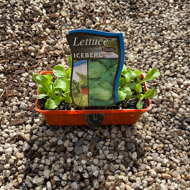 Lettuce ‘Iceburg’ - Purtill