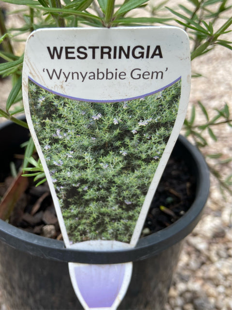 Westringia 'Wynyabbie Gem' 250 mm