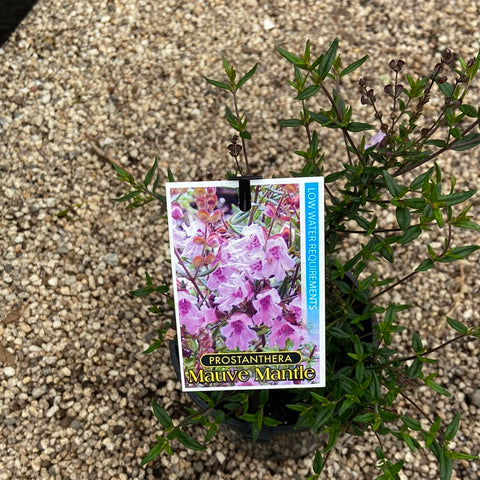 Prostanthera Mauve Mantle 140mm