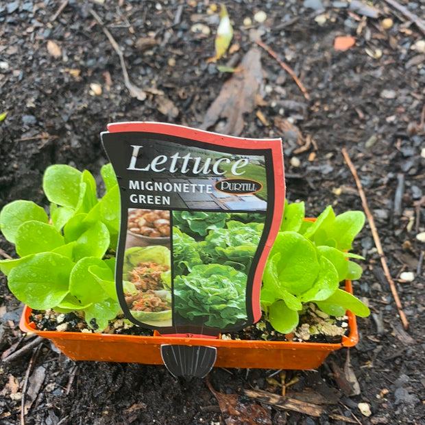 Lettuce ‘mignonette green’ - purtill