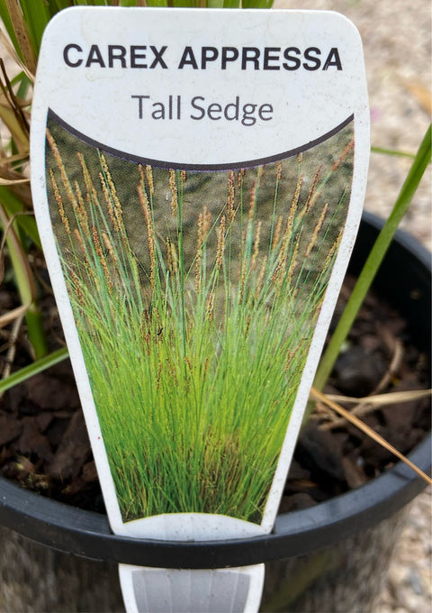 Carex Appressa Tube
