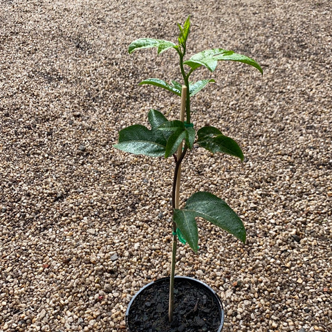Passionfruit ‘Panama Gold’ Grafted 120mm
