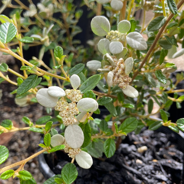 Spyridium parvifolium 140mm