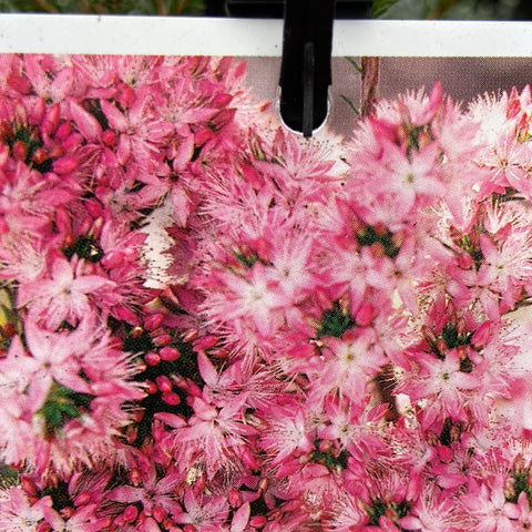 Calytrix tetragona Rich Pink 140mm