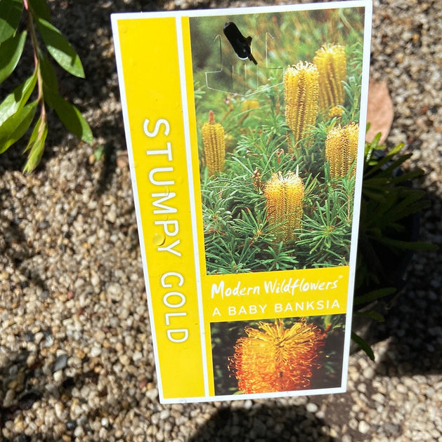 Banksia Stumpy Gold 140mm – Great Ocean Road Nursery ABN 61 907 322 965