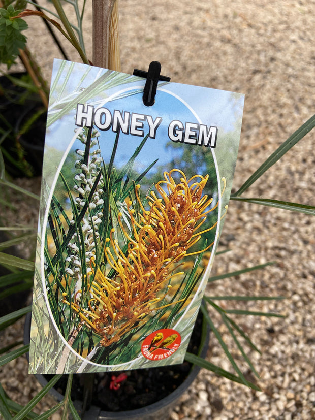 Grevillea banksii Honey Gem 250mm