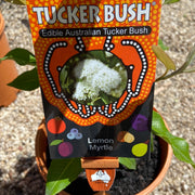 Tucker Bush Lemon Myrtle 175mm