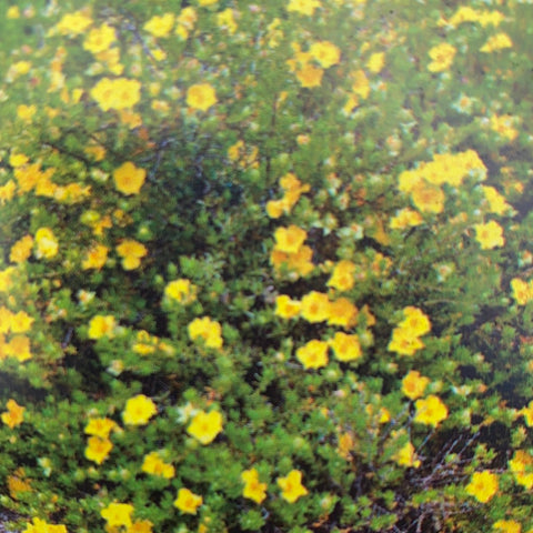 Hibbertia vestita Golden Sunburst 140mm
