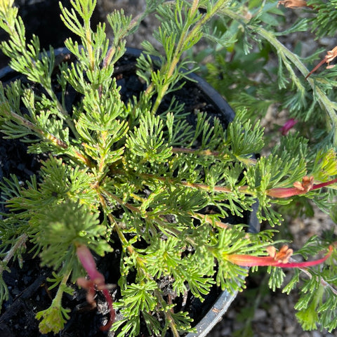 Adenanthos Green Carpet 140mm