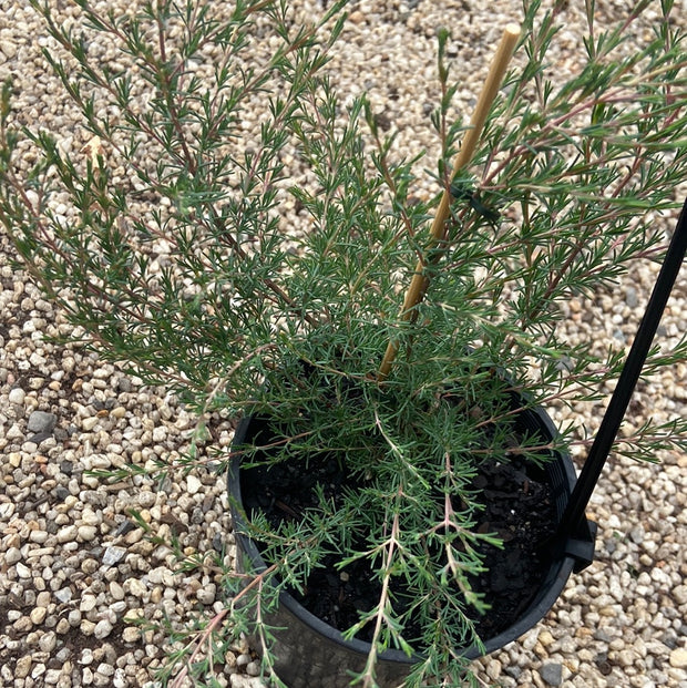 Verticordia plumosa Purple 140mm