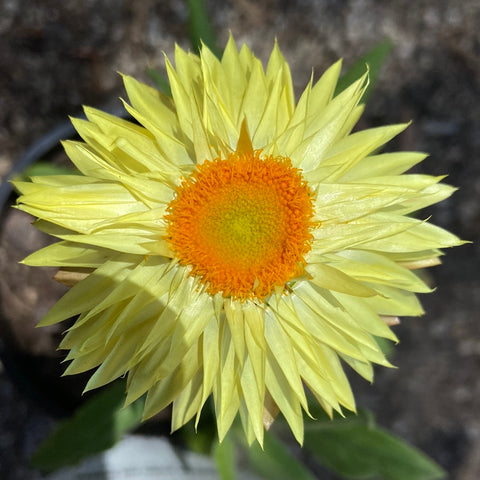 Xerochrysum Dargan Hill Lemon 140mm