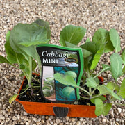 Cabbage ‘Mini’ - purtill