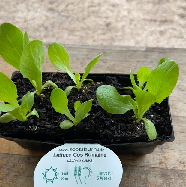 Lettuce - Cos Romaine - Scotsburn