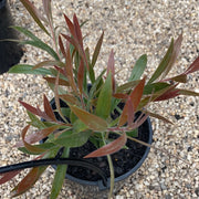 Callistemon Carnival Cerise Pink 140mm