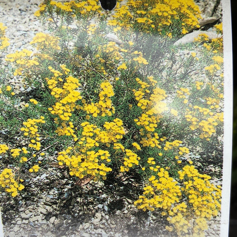 Verticordia endlicheriana Compact