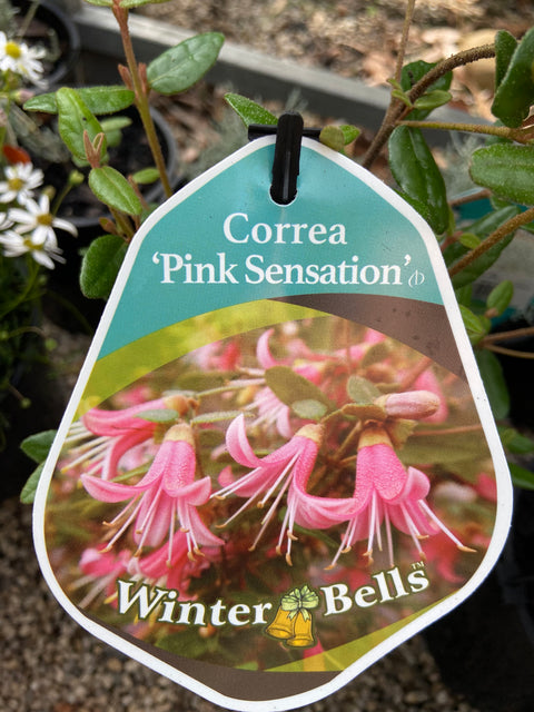 Correa 'Pink Sensation' 140mm