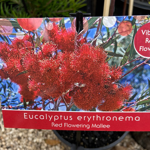 Eucalyptus erythronema 140mm