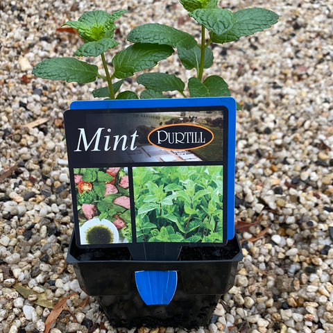 Mint - Purtill