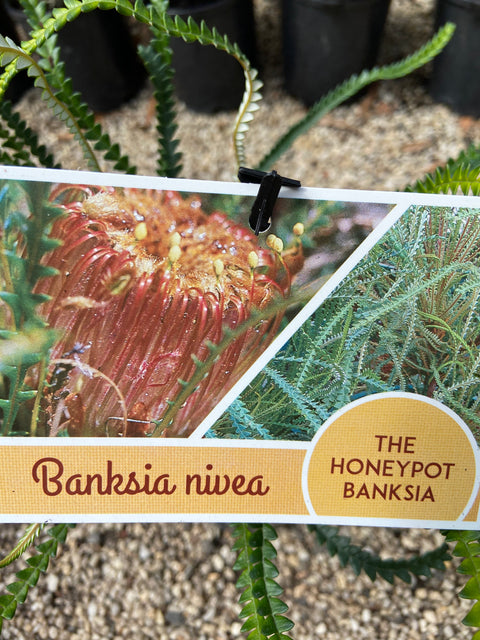 Banksia Nivea 'Honeypot' 140mm