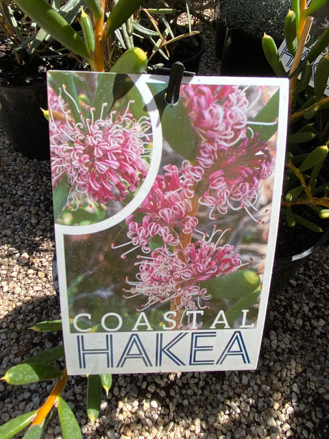 Hakea Clavata ‘coastal’ 140mm