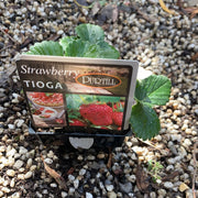 Strawberry ‘Tioga’ - Purtill maxi