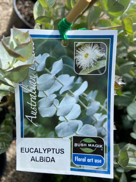 Eucalyptus Albida 200mm