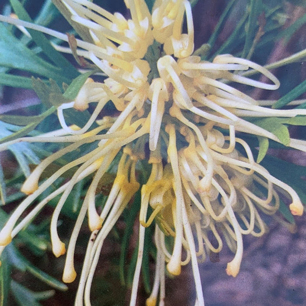 Grevillea 'Carramar Yellow' 140mm