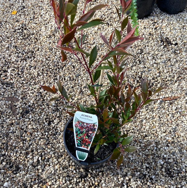 Acmena smithii Forest Flame 180mm