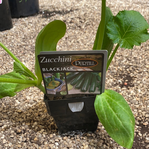 Zucchini ‘Black Jack’ - Purtill maxi