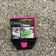 Chives - Purtill maxi