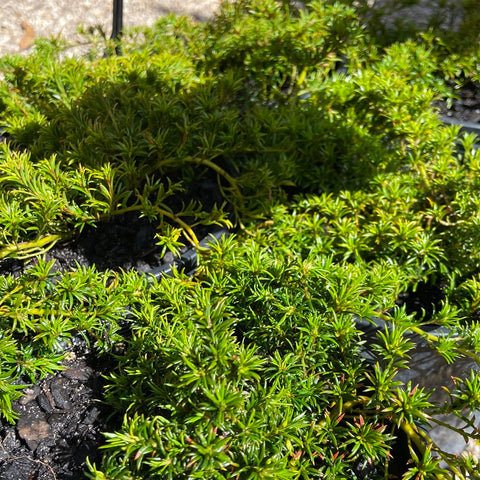 Pultenaea Pyalong Gold 140mm