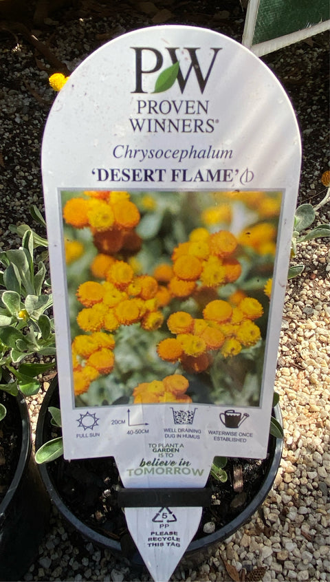 Chrysocephalum Apiculatum 'Desert Flame' 140mm
